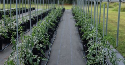 Uprawa pomidorów w donicach w szklarni