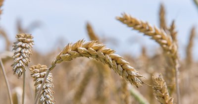 Optymalne terminy siewu pszenicy ozimej w różnych regionach