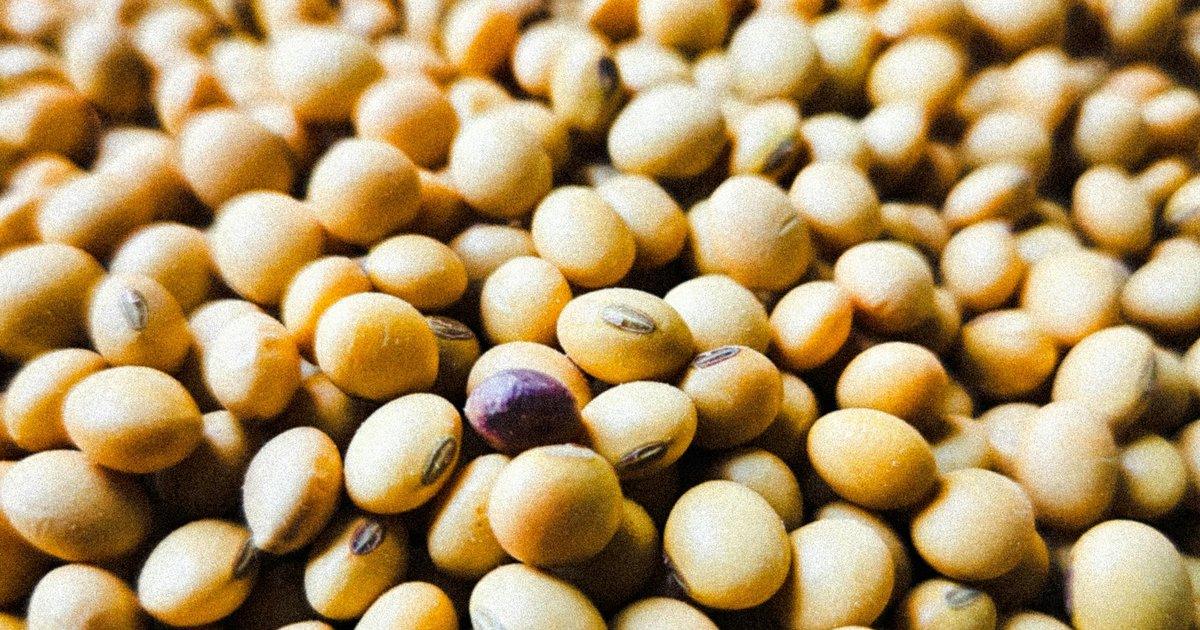 Soja w Polsce - wybór odpowiedniej odmiany i agrotechnika