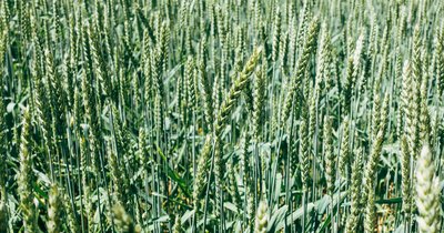 Uprawa ekologiczna zbóż - wyzwania i możliwości