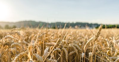 Jesienne prognozy cen pszenicy - co mówią analitycy rynku rolnego