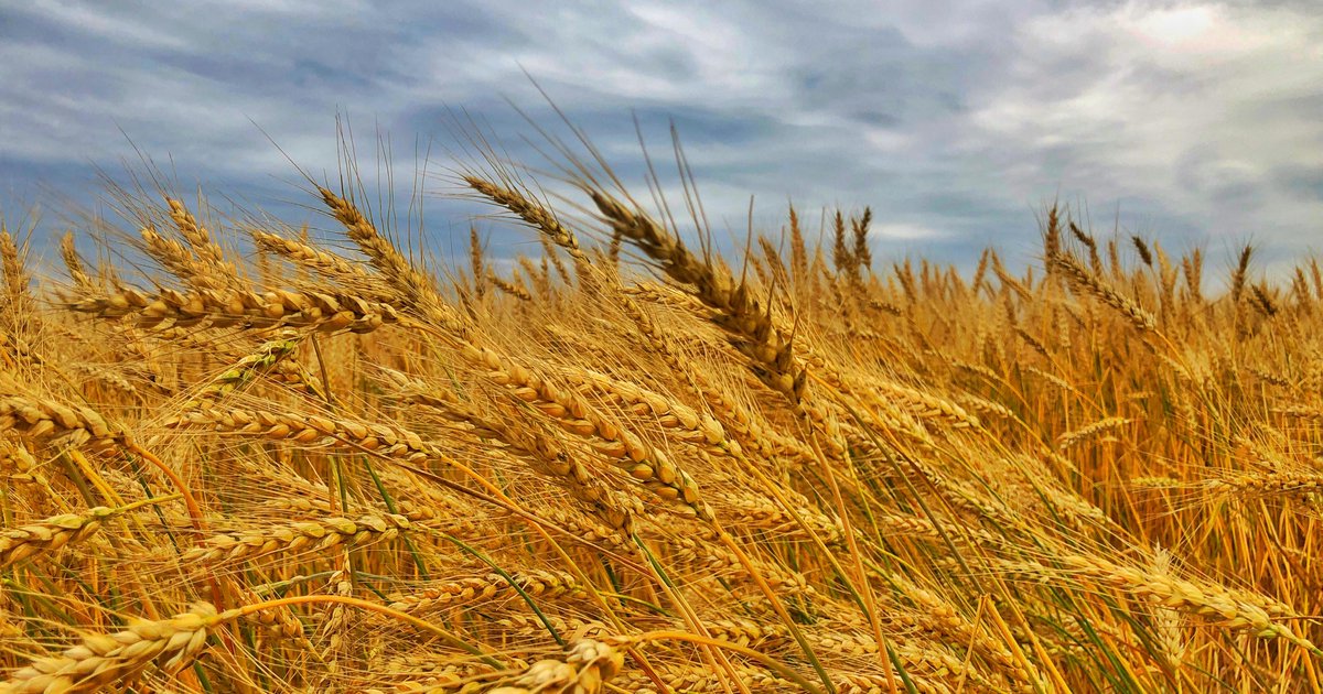 Skupowe ceny pszenicy - regionalne różnice i ich przyczyny