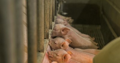 Optymalne normy żywienia trzody chlewnej w różnych fazach tuczu