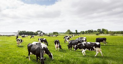 Sezonowe zarządzanie stadem bydła mlecznego - wiosna i lato