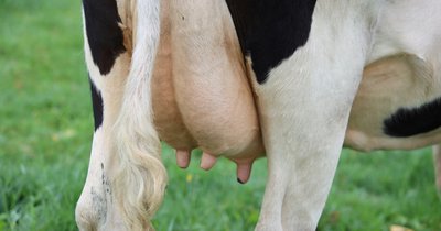 Mastitis u krów mlecznych: rozpoznawanie, leczenie i zapobieganie