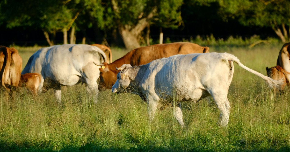 Synchronizacja rujki u krów: protokoły hormonalne przed inseminacją