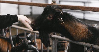 Choroby kóz mlecznych: rozpoznawanie i pierwsze objawy