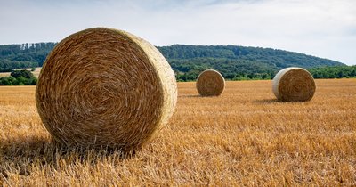 Belować słomę czy przyorać — co się bardziej opłaca