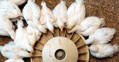 Ściółka dla brojlerów – na co zwrócić uwagę przy wyborze materiału?